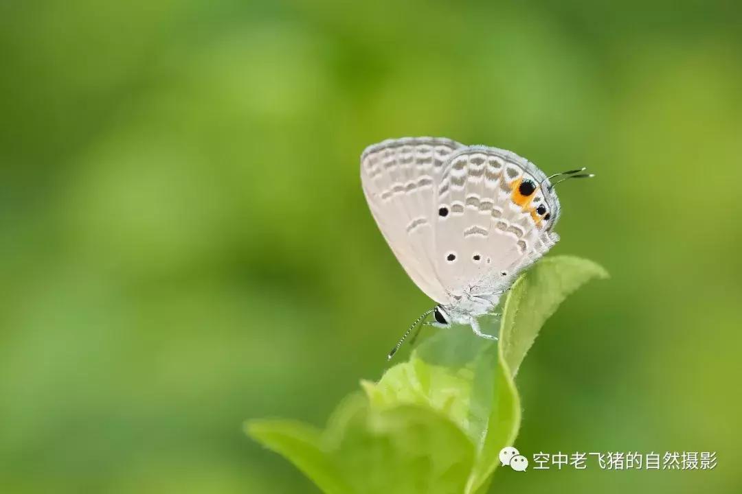 奥林巴斯12-100pro参数,奥林巴斯12-100pro镜头测评