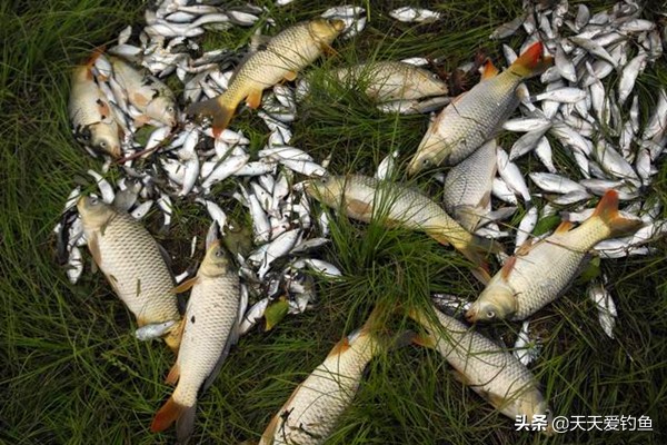 海竿盘钩钓鱼方法与技巧,海竿串钩春季钓大鲫鱼钓法