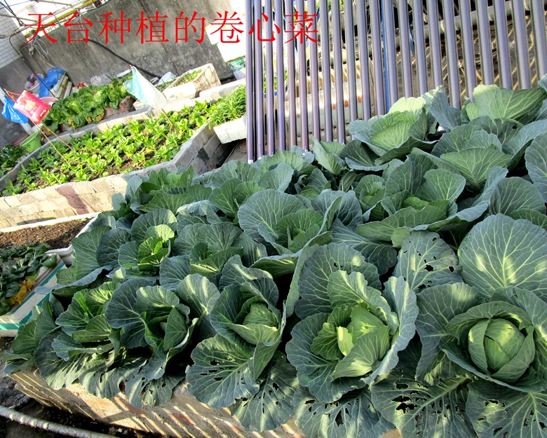 蔬菜档案甘蓝类,甘蓝蔬菜档案介绍