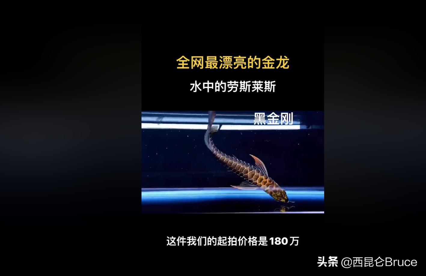 閲戦緳鍔虫柉鑾辨柉,浜旇冻閲戦緳鍔虫柉鑾辨柉