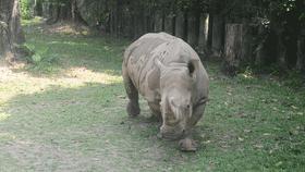 牛科动物的分类史,牛属动物分类