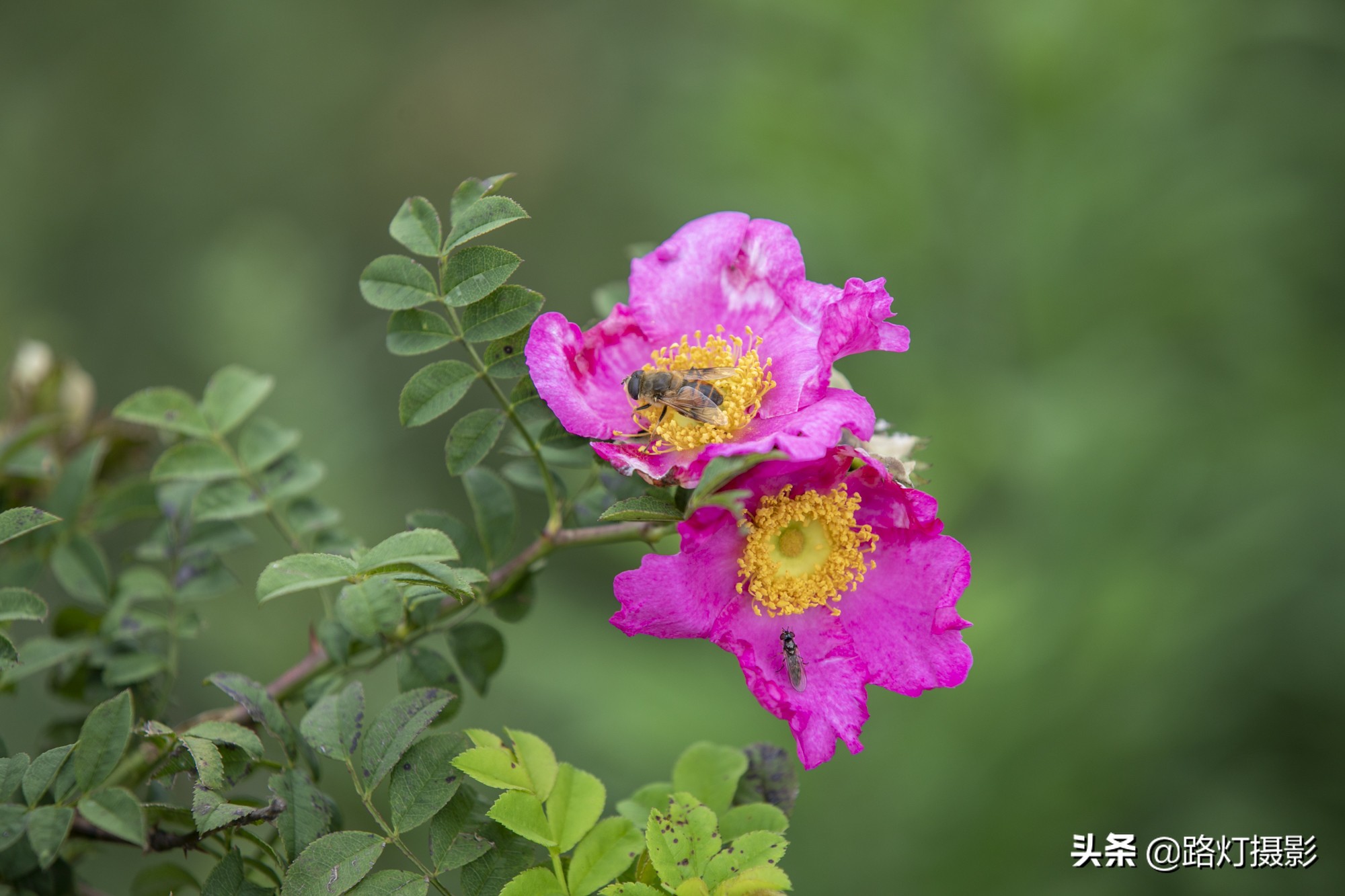 贵州这个县级市不简单，川黔要塞避暑胜地，靠一种水果跻身土豪榜
