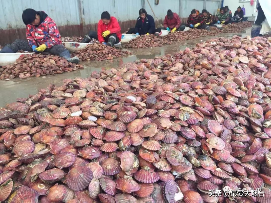 烟台扇贝养殖临时工人,烟台养殖扇贝多少利润