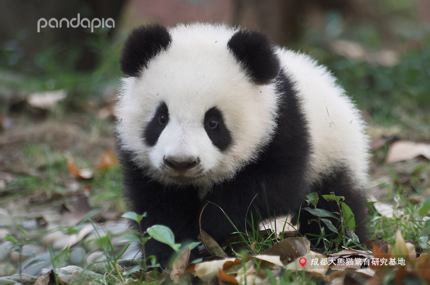 滚滚大熊猫可爱,可爱大熊猫滚滚