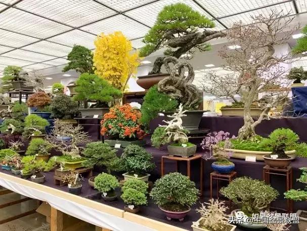 日本盆景巨匠木村正彦作品全程 (木村正彦盆景作品)