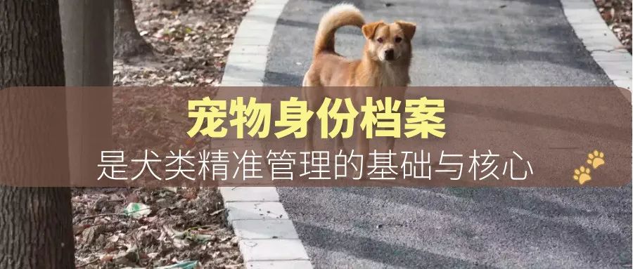 宠物ai识别有什么用途,宠物识别程序有哪些