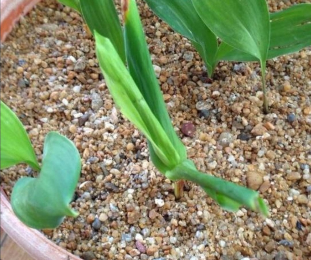 天热了花草的小虫怎么除,天气热了有小的虫子怎么办