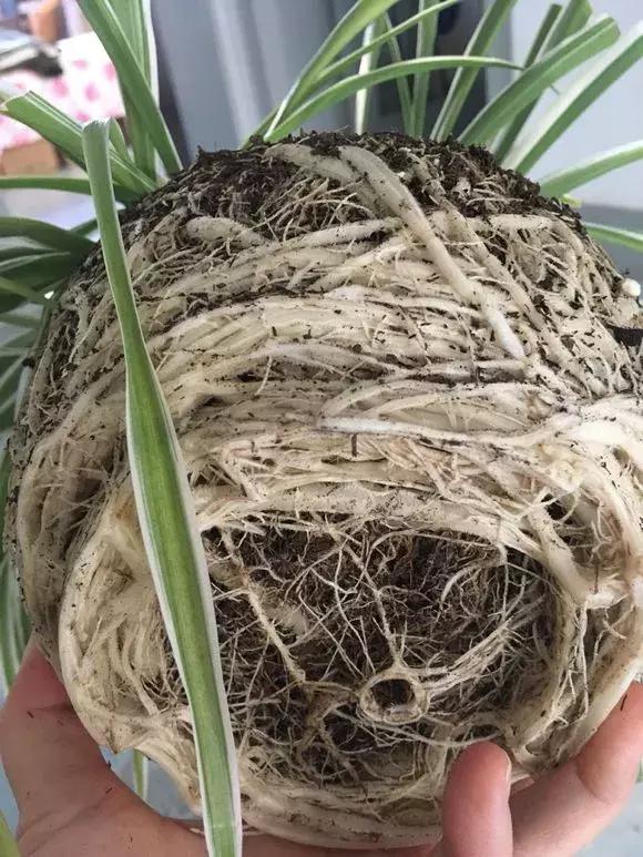 绿萝吊兰爱“吃土”,2年盆土“吃光光”,说啥也要换土!