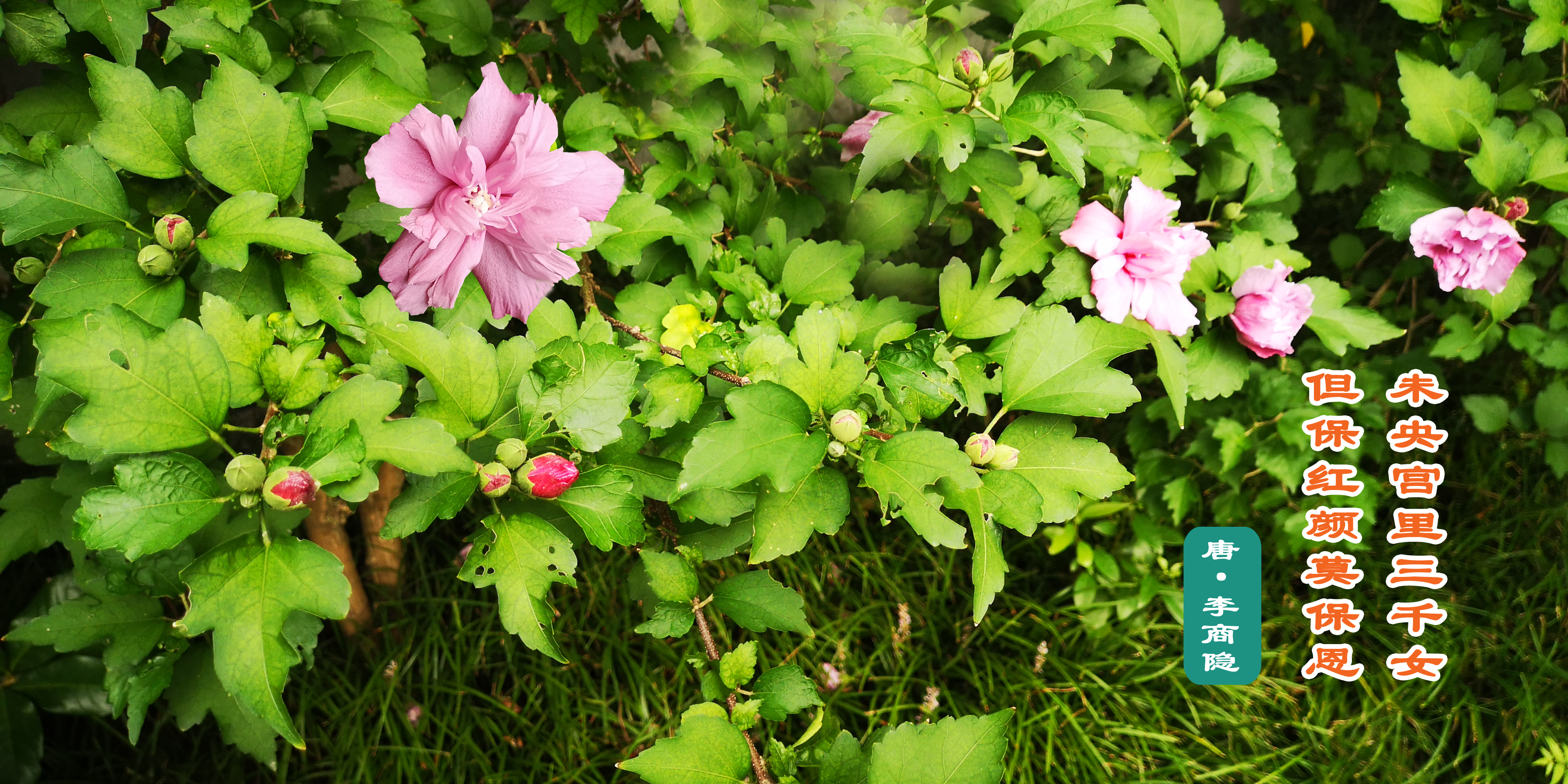 木槿花的原创,木槿花原创