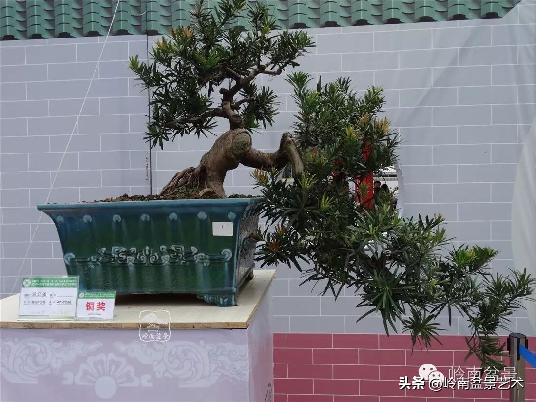 罗汉松盆景开运招财，非其莫属！清风雅韵，当之无愧！