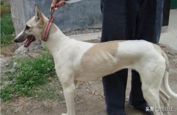 如何挑选一只好的格力犬,一个月的格力犬怎么挑选