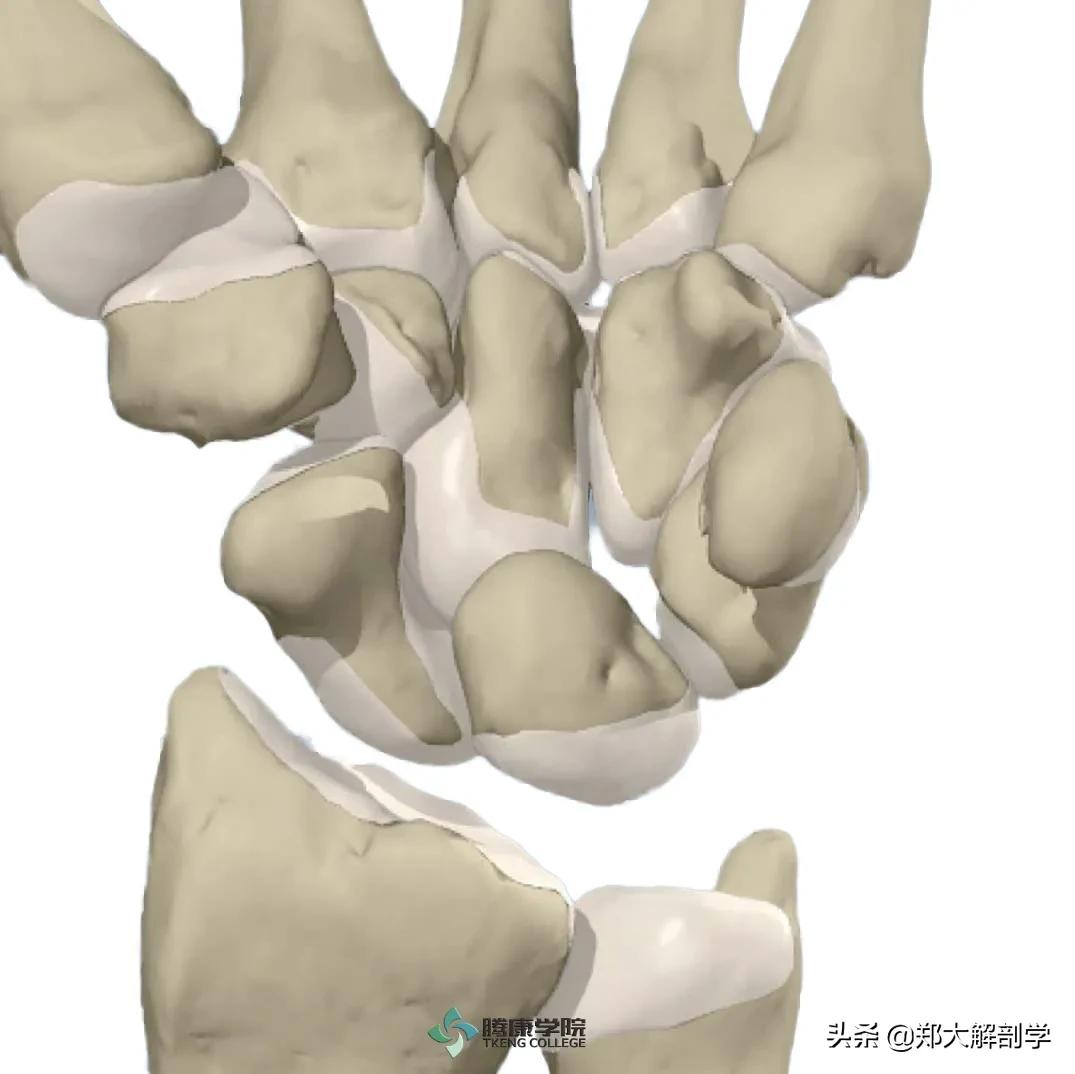 治疗手腕痛手法,手腕部突然疼痛是怎么回事