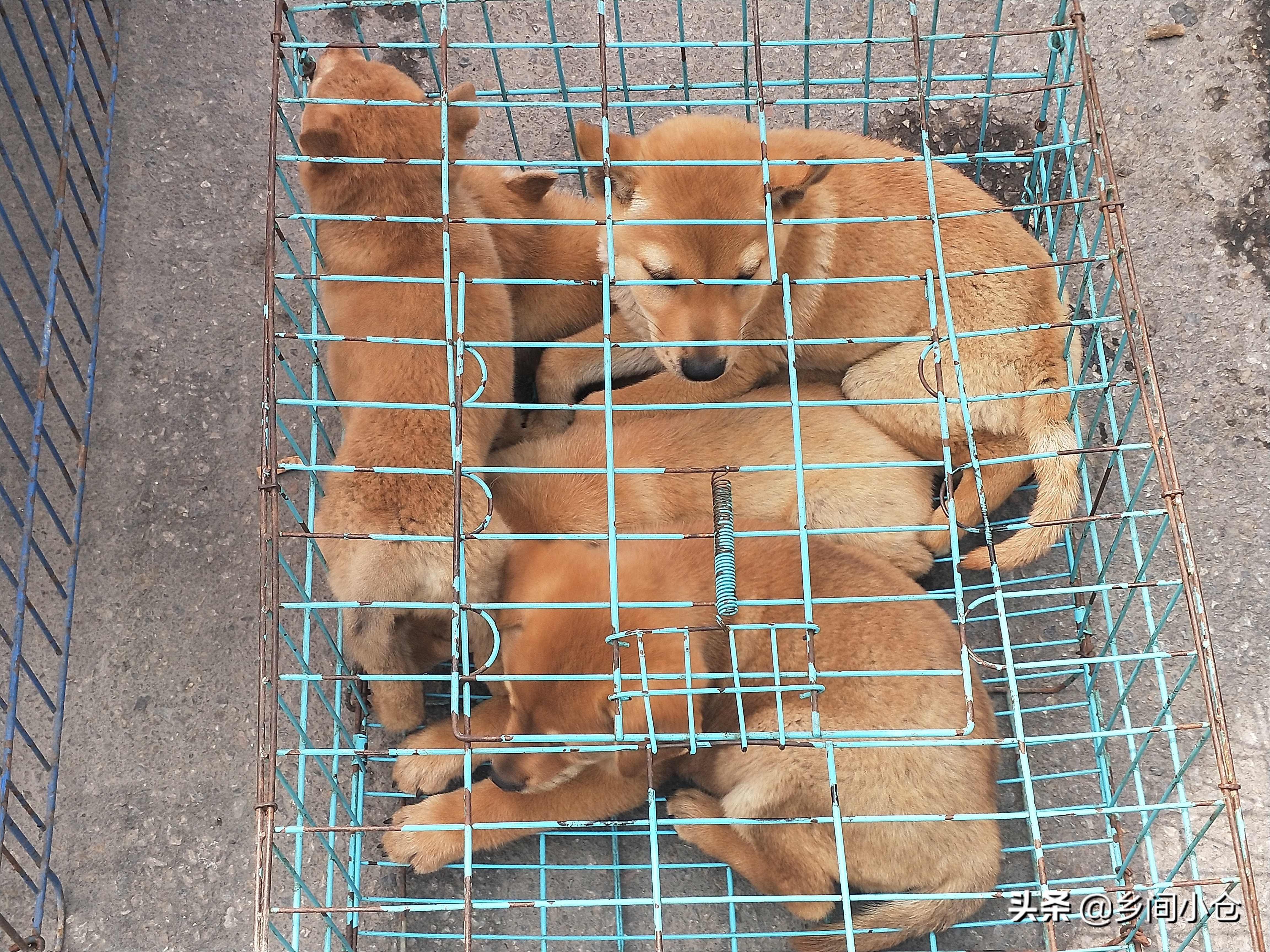 小妹子逛狗市遇到没见过的品种,大型狗市都有什么品种