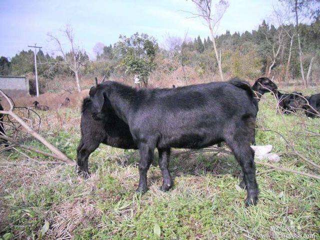 养羊的7个基本知识,养羊四个基础知识