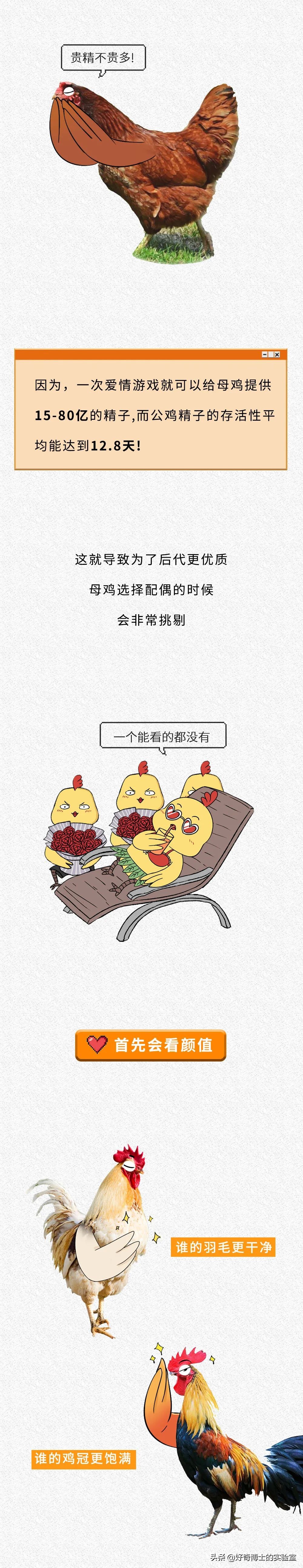 一只鸡难倒一群狗,一只鸡能有什么坏心思