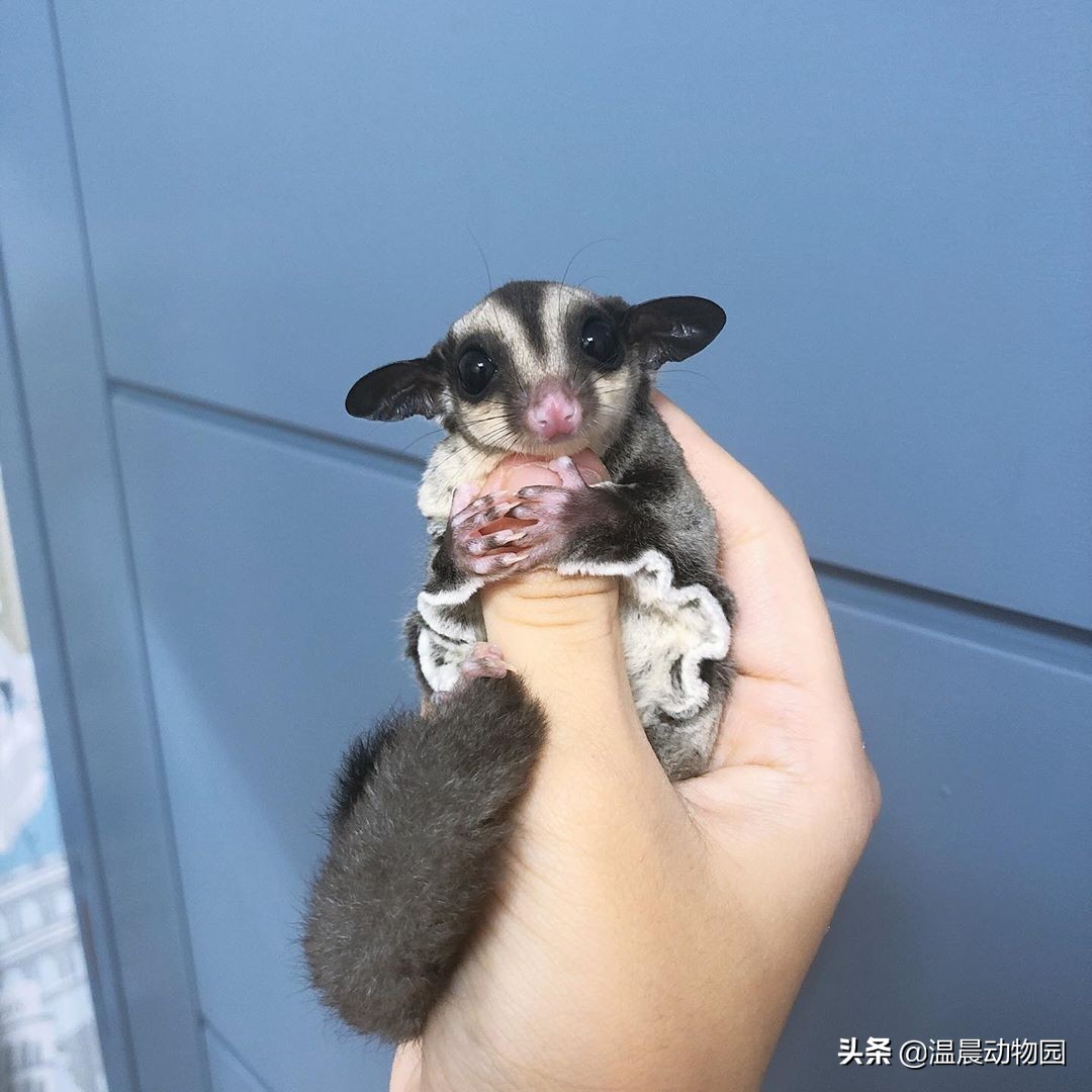 蜜袋鼯怕人怎么克服,蜜袋鼯刚到家怕狗