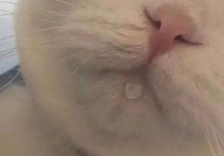 世上最恐怖的巨型螃蟹,世界上最恐怖的12种螃蟹是什么