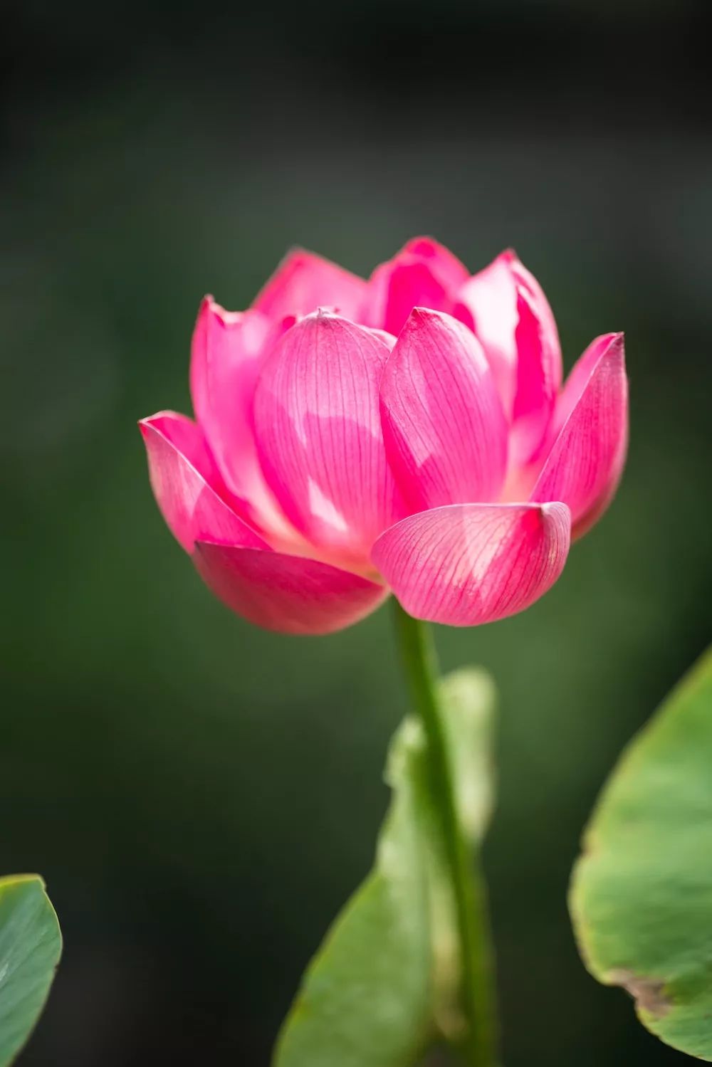 老子道德经人生三大智慧,道德经三条铁律