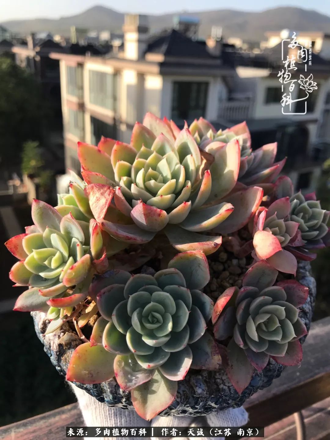 鍙拱瀵圭殑涓嶄拱璐电殑灏忔牱,鍙拱瀵圭殑涓嶄拱璐电殑鍥剧墖灞曠ず