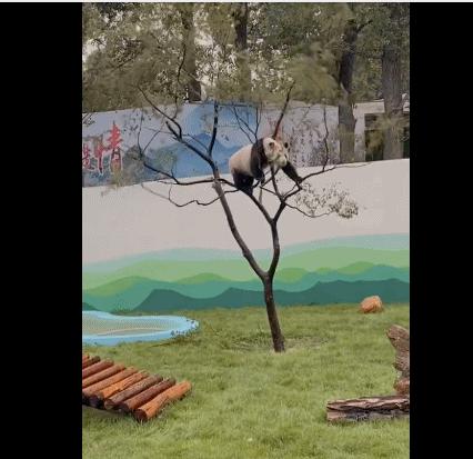 外卖龙虾段子搞笑,外卖的虾是不是都是冻虾