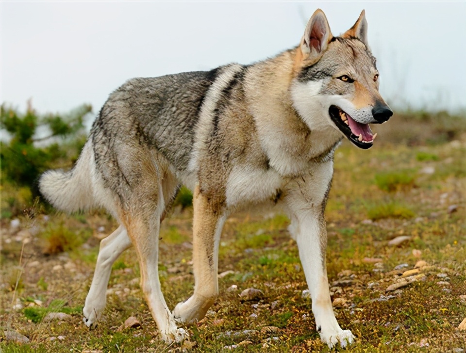 那么可爱的狗狗为什么要禁养呢,狗狗的禁养有哪些