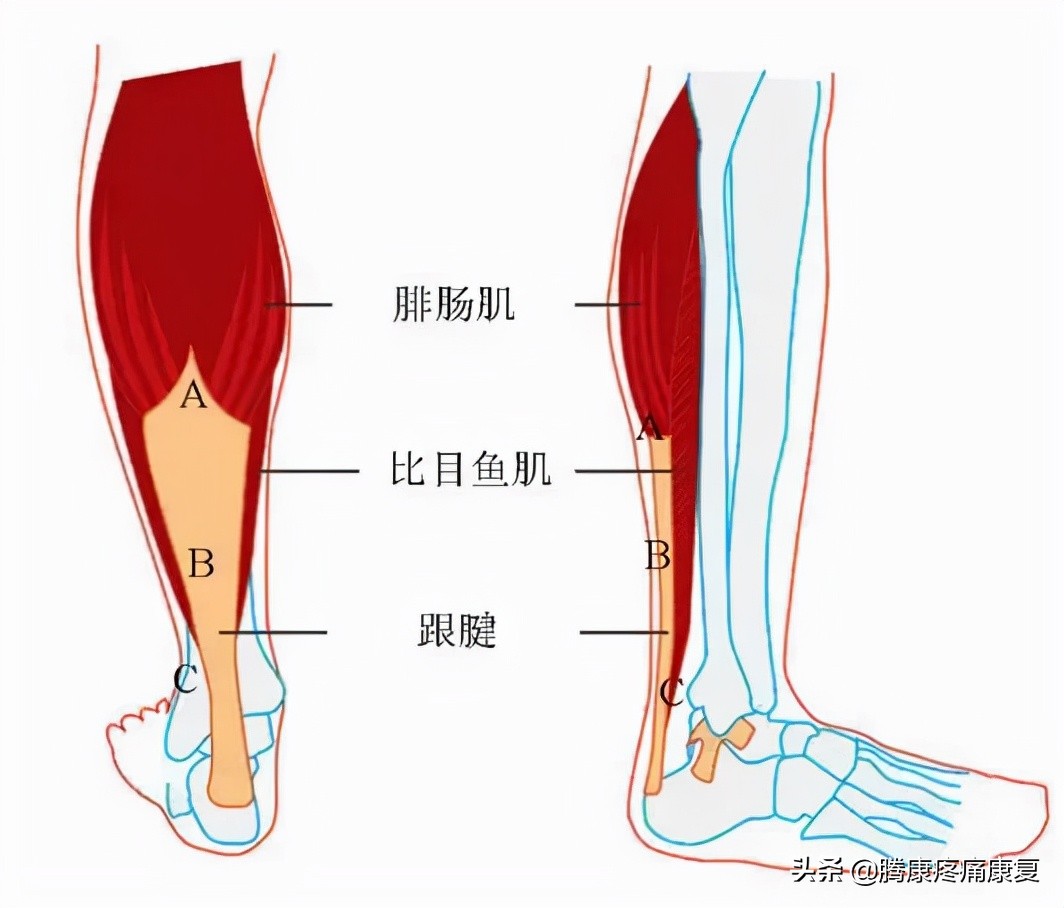 老人小腿疼痛是什么原因,脚小腿肌肉疼痛是什么原因