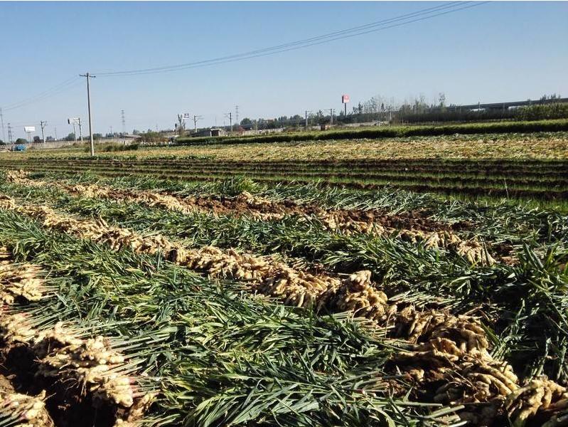 生姜种植方法和最佳时间流程,上海生姜种植最佳时间