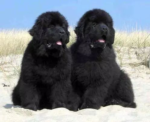 45只名犬排行,45种名犬您都认识吗