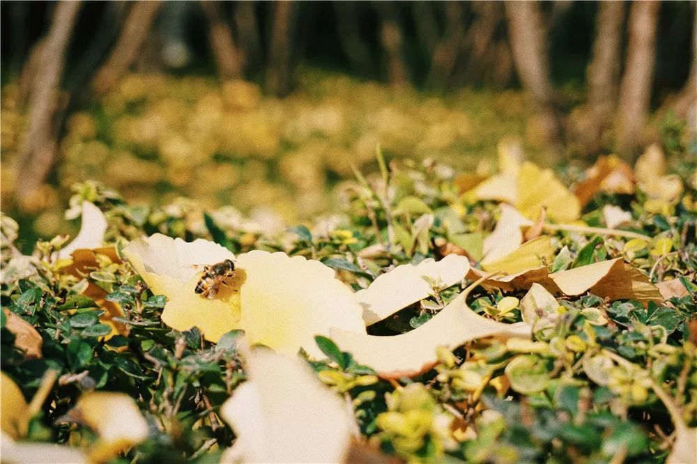 西安八月约会最佳地点,西安周末情侣最适合约会的地方