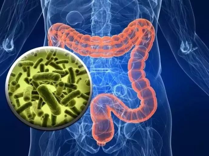 消化系统的健康保护,消化系统免疫系统还有啥