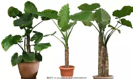 宝宝误食家里养的植物叶子,孩子误食有毒植物