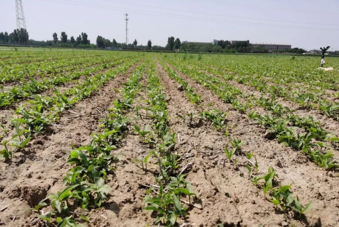 半夏病害该如何防治,半夏三熟种植技术