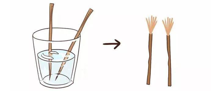 古代人是怎样刷牙清洁口腔,中国最早用什么清洁口腔