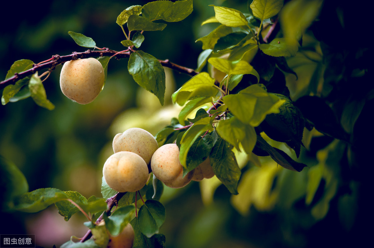 刚栽的杏树怎样管理,杏树如何管理又大又甜