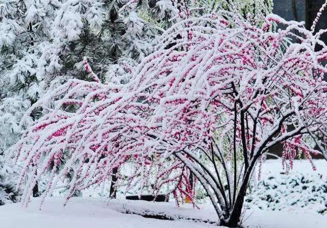 秋韵温柔岁月，冬情惊艳时光