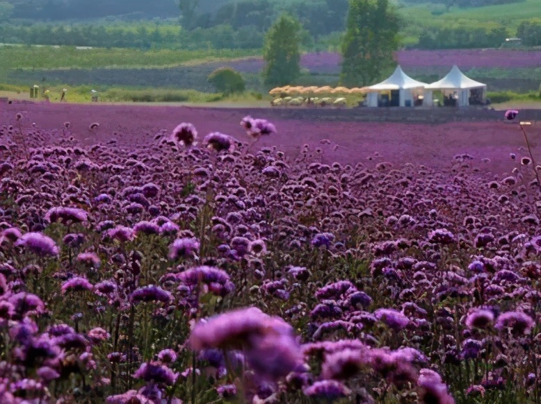 一张旅游卡可游遍20个景点,徐州市民卡旅游一卡通