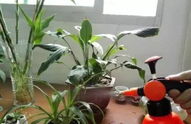 风油精能杀花盆中的小黑飞吗,杀灭花盆小黑飞专用药