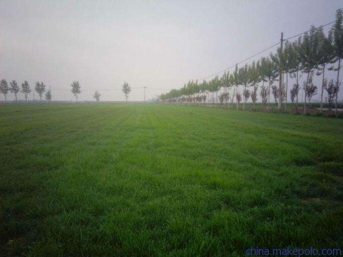 四季青混播草坪种植教程,四季青草坪种后的养护方法