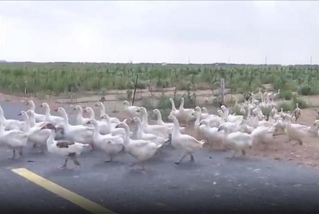 养种鹅下蛋为啥不挣钱,沙漠引进2000只大鹅除杂草