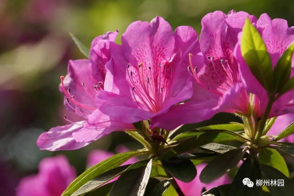 柳州柳侯公园有什么景物,柳州柳侯公园值得打卡