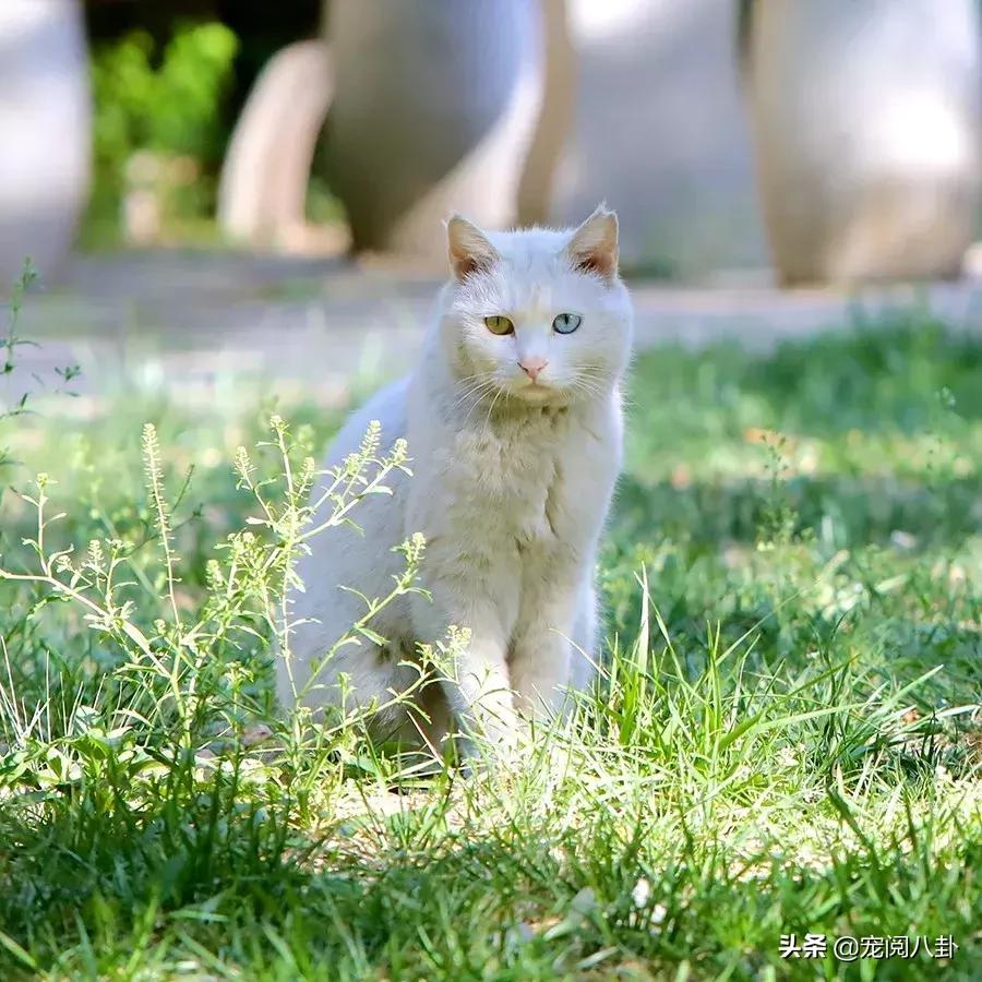 致每一位爱宠人，请了解下困难重重的TNR