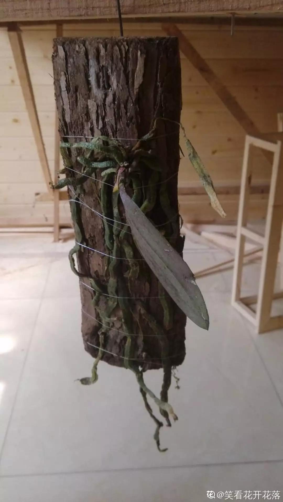 兰花冬季移种如何快速生根,把兰花种树上