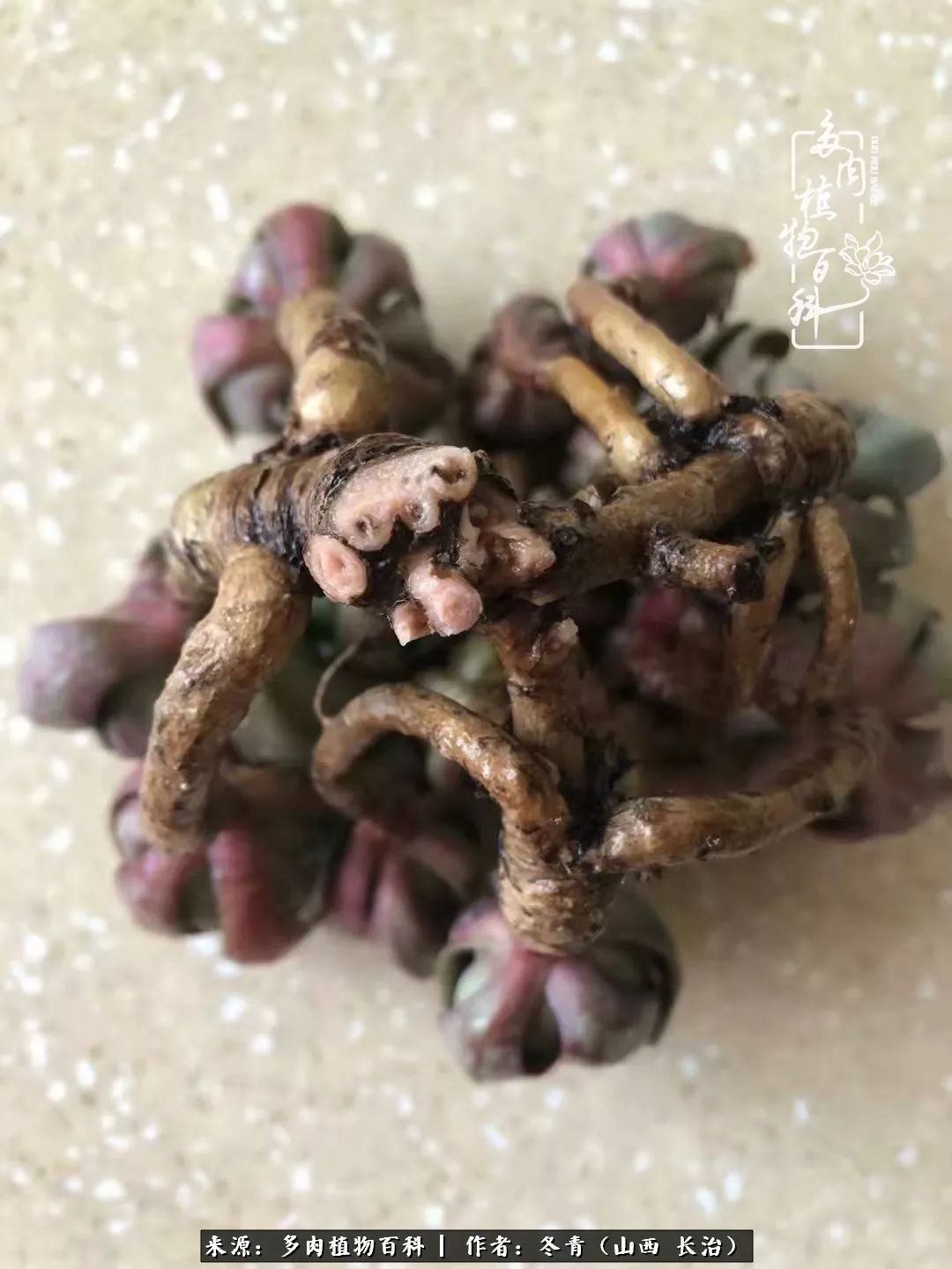 阳台养多肉徒长怎么办,阳台养多肉养殖方法和注意事项