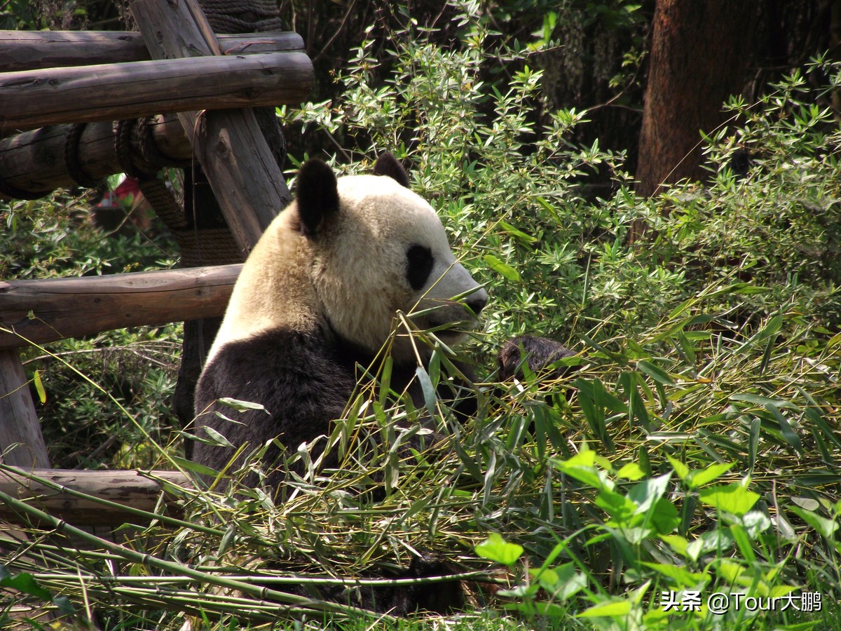 成都天府二街美食,成都天府夜间美食攻略
