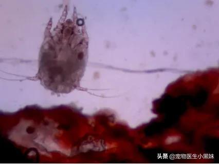 爱宠专用耳螨,大宠爱怎么驱耳螨