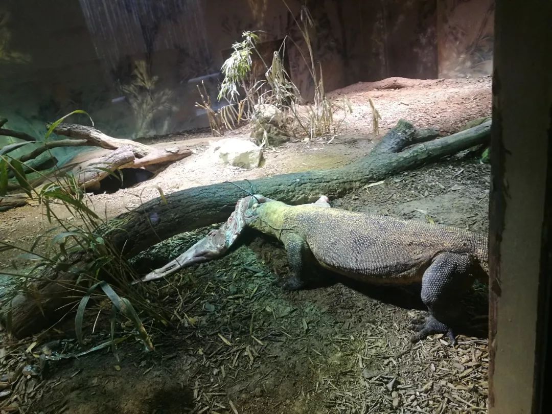 亚特兰大动物园,亚特兰大动物园和华盛顿动物园