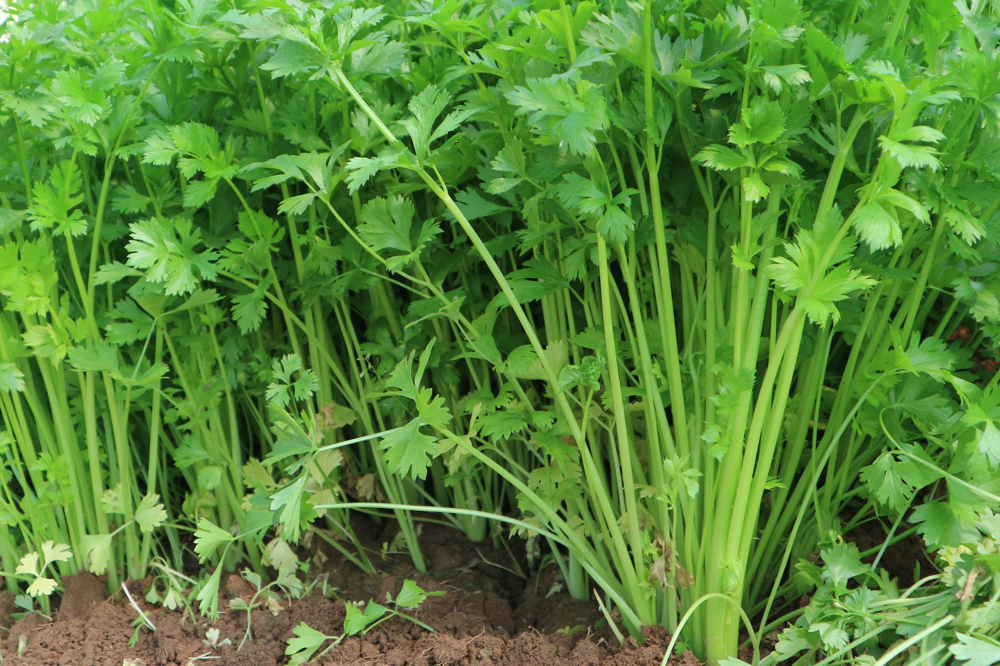 农村自家种的青菜无公害不打药,种青菜不长虫子