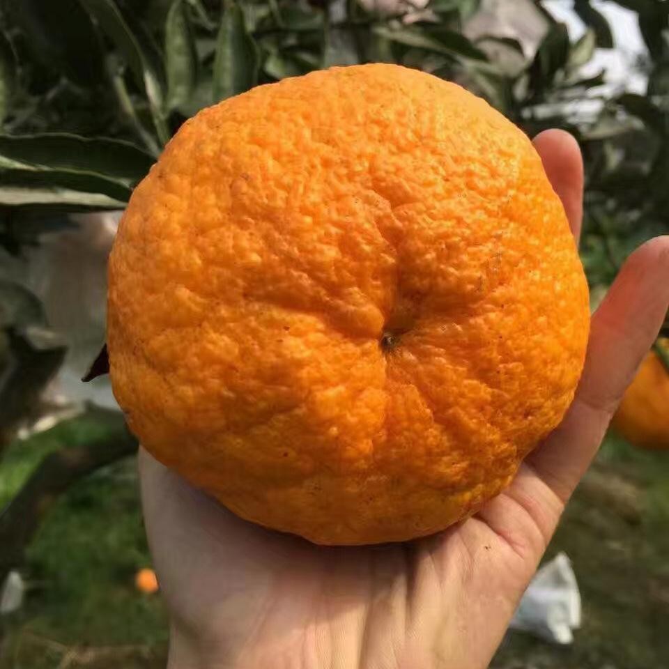 粑粑柑和丑橘不知火是一种水果吗,丑橘和粑粑柑是有什么区别