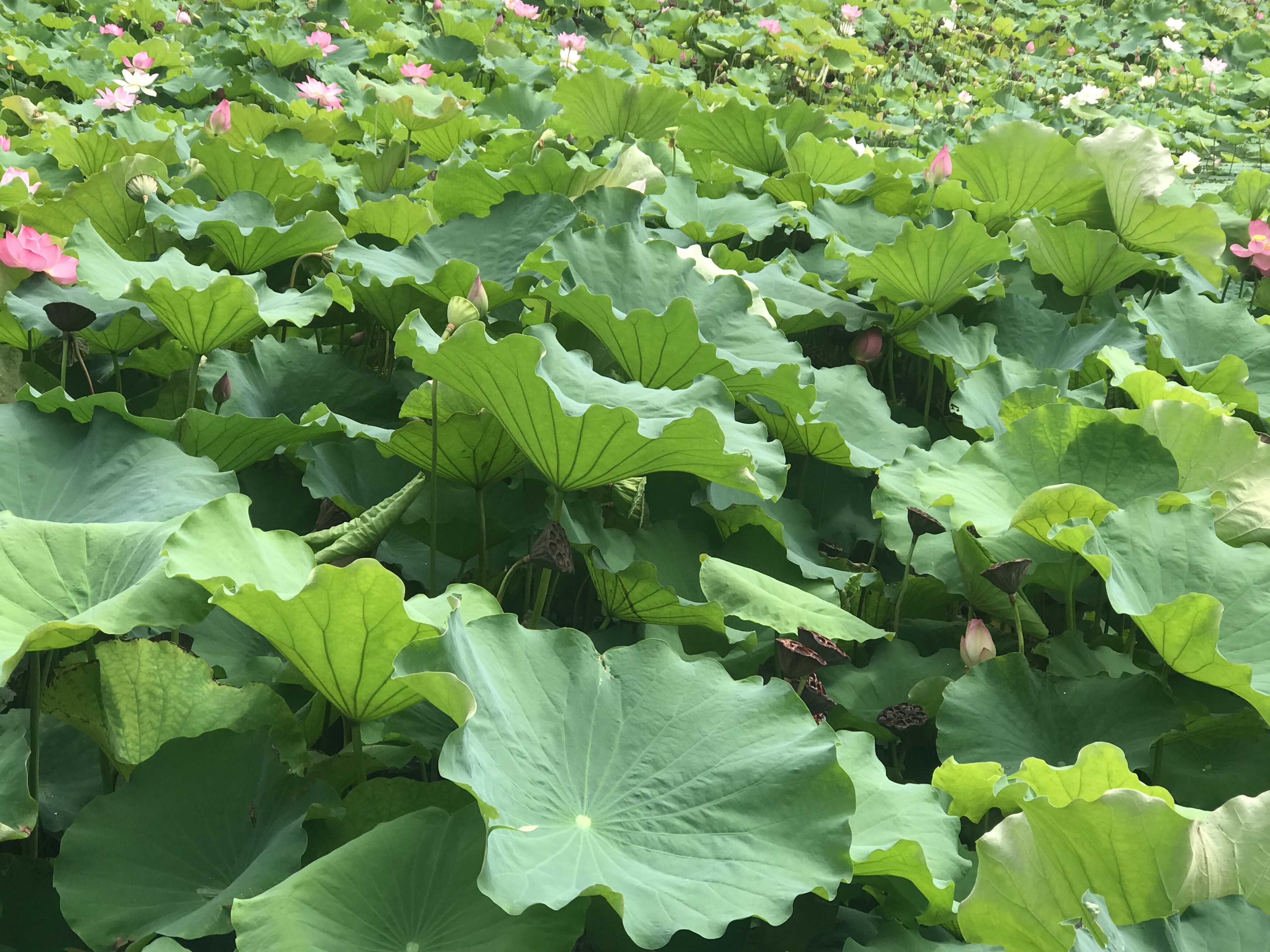 我还是太单纯了,我还是太单纯全文免费阅读