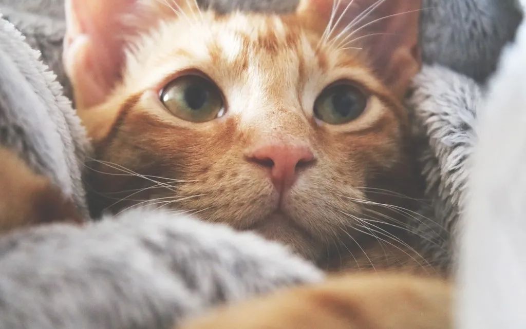 洗衣机里放什么可以去除猫毛,怎么用洗衣机洗掉衣服上的猫毛